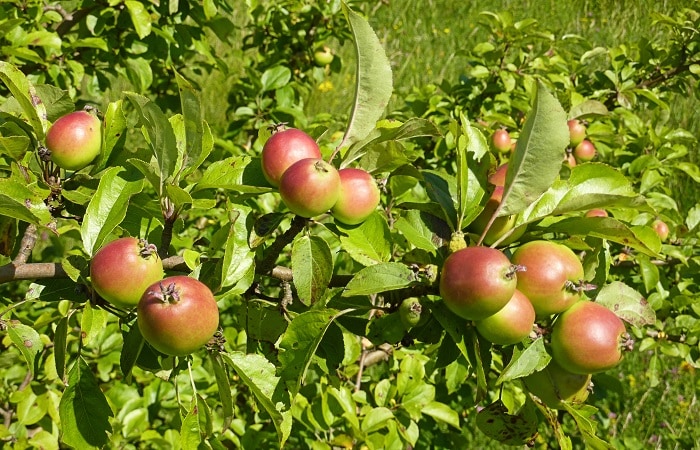 Edible crabapples growing in the wild.