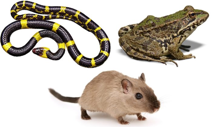 Hunting Snakes Frogs and Rats