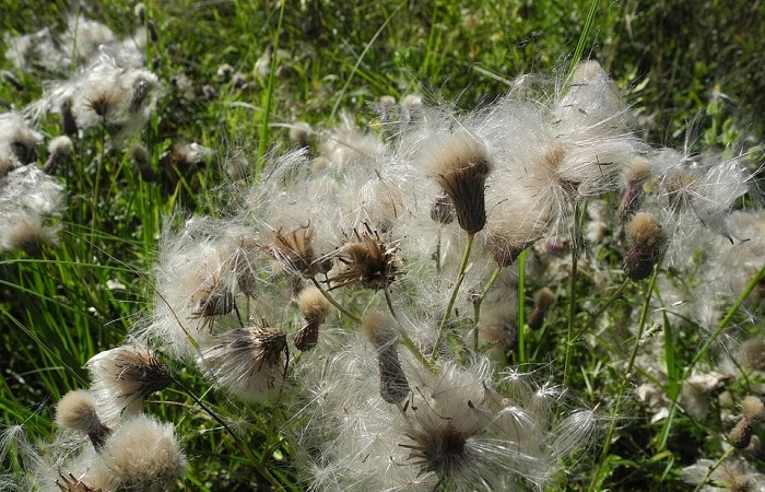 Milkweed growing in the wilderness.