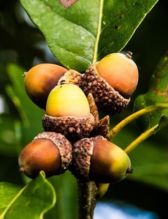 Acorns