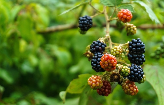 Blackberries growing on a bush.