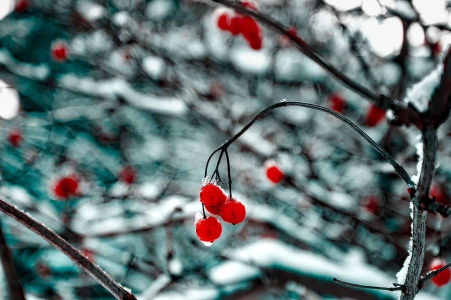 Winter food is everywhere, if you know where to look.