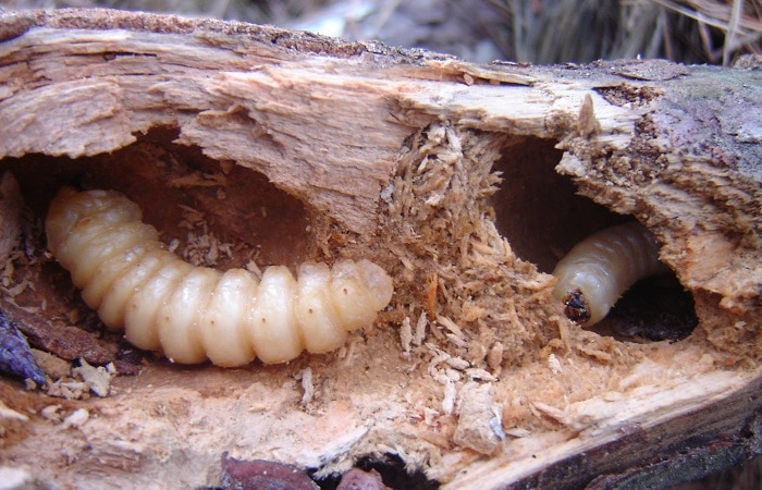 Grubs in a fallen tree are great for winter foraging.