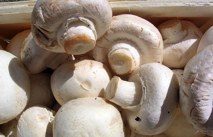 Edible mushrooms can be found in the cold winter wilderness.