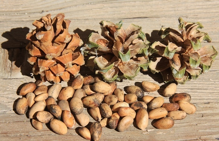 Pine cones and their edible nuts are easily found in the winter time.