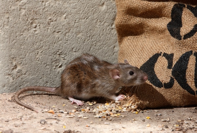 A rodent contaminating a winter food supply.