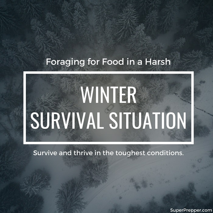 Winter Foraging in a Survival Situation