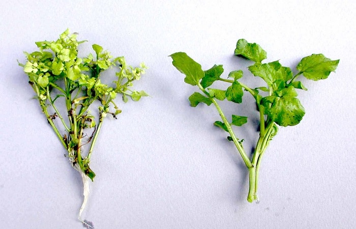 Two types of edible watercress.