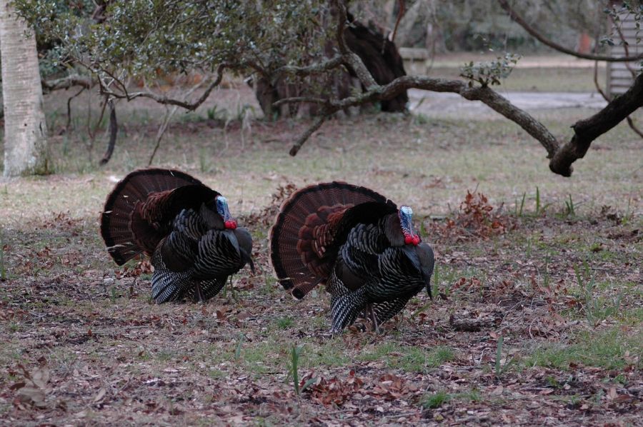 Wild turkeys can be tough to hunt, but they're worth the effort.